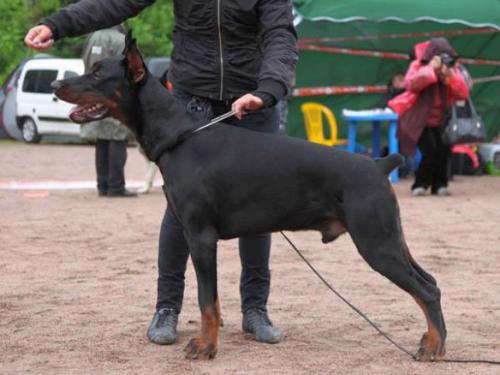 Santa Julf Helsing | Black Doberman Pinscher