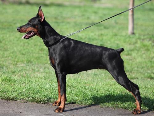 Santa Julf Helga | Black Doberman Pinscher