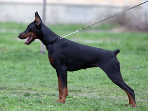 Santa Julf Udacha | Black Doberman Pinscher