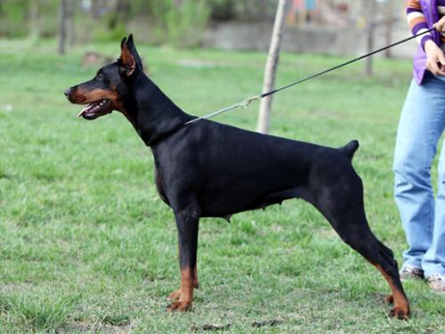 Santa Julf Ruslana | Black Doberman Pinscher