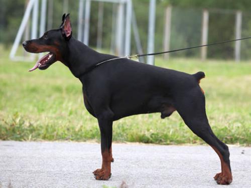 Santa Julf Ruslan | Black Doberman Pinscher