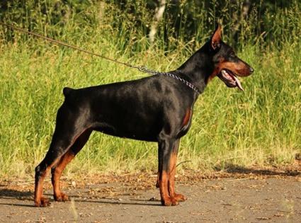 Pride of Russia Extra Dinamica | Black Doberman Pinscher