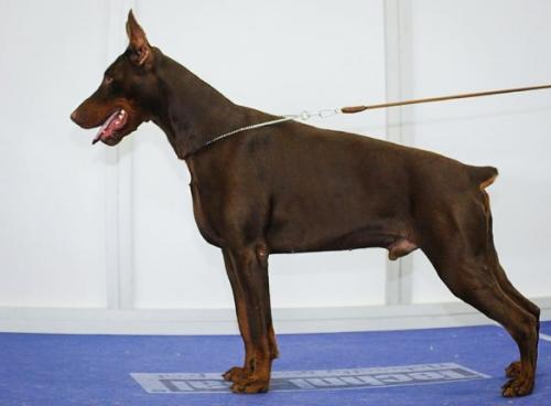 Pride of Russia Dinamit | Brown Doberman Pinscher