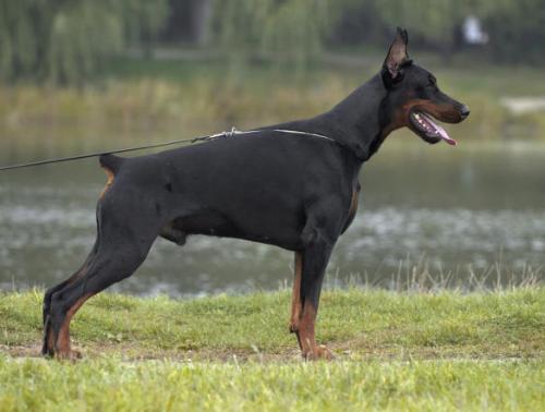 Pride of Russia Chico | Black Doberman Pinscher