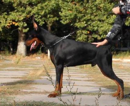 Pride of Russia Bogdan | Black Doberman Pinscher