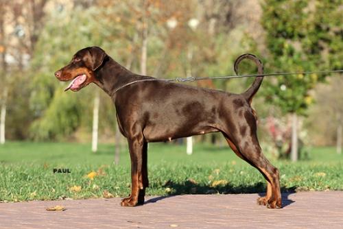 Pride of Russia Bourgeois | Brown Doberman Pinscher