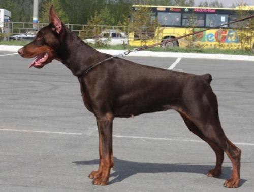 Pride of Russia Bayadera | Brown Doberman Pinscher