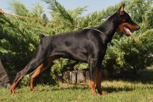 Pride of Russia Amadey | Black Doberman Pinscher