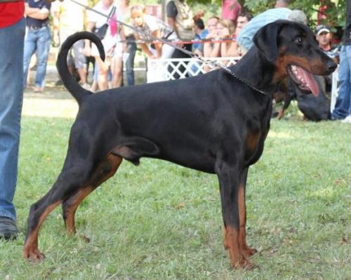 Pride of Russia Yaroslav | Black Doberman Pinscher