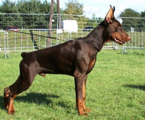 Pride of Russia Red Devil | Brown Doberman Pinscher