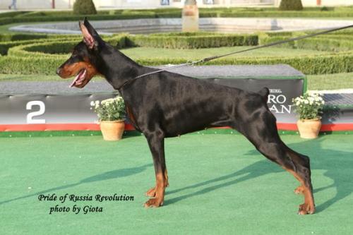 Pride of Russia Revolution | Black Doberman Pinscher