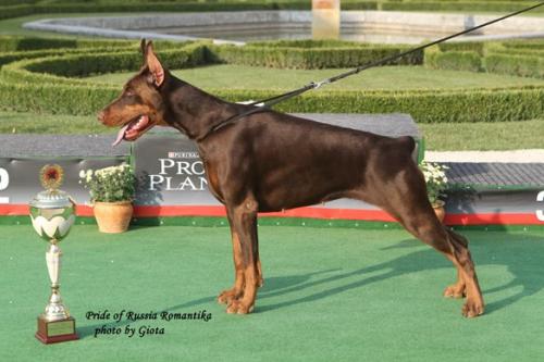 Pride of Russia Romantika | Brown Doberman Pinscher