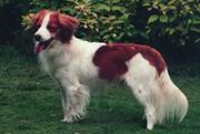 Taga's Brutus of Tjemme | Kooikerhondje 