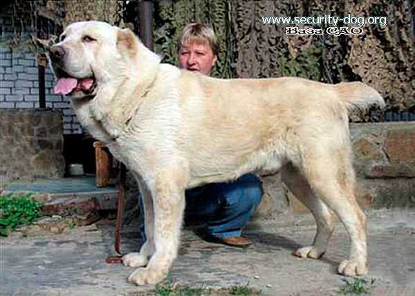 Ak Nuker Kozirnoy | Central Asian Shepherd Dog 
