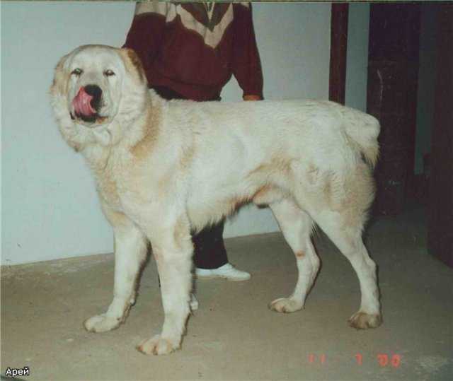 AREY | Central Asian Shepherd Dog 