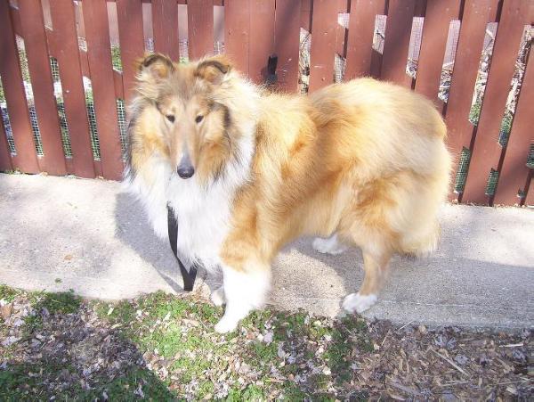 Classic's Committed To A Dream | Rough Collie 