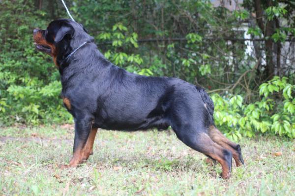 Alieces Tango vom Mekey | Rottweiler 