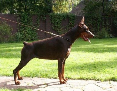 Pride of Russia Rumba | Brown Doberman Pinscher