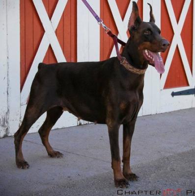 Pride of Russia Red Rose | Brown Doberman Pinscher