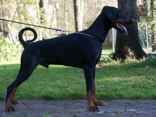 Pride of Russia Viktor | Black Doberman Pinscher