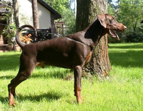 Pride of Russia Israel | Brown Doberman Pinscher