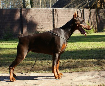 Pride of Russia Irish | Brown Doberman Pinscher