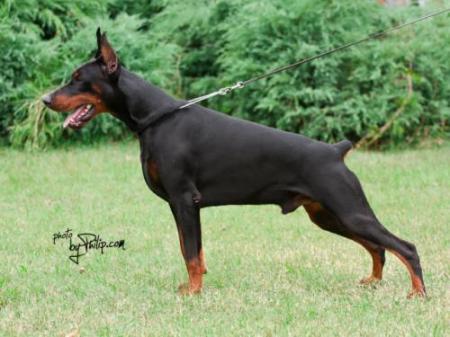 Ahil v. Schwarze Kraft | Black Doberman Pinscher