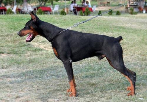 Apolon v. Schwarze Kraft | Black Doberman Pinscher