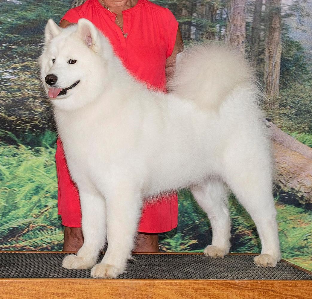 Snowater's Special Attraction of Moonshadow | Samoyed 