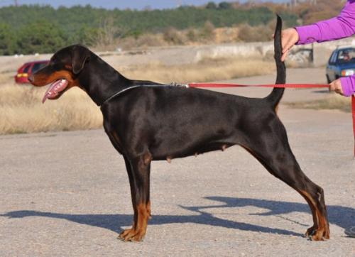 Brina Bahilu de Grande Vinko | Brown Doberman Pinscher