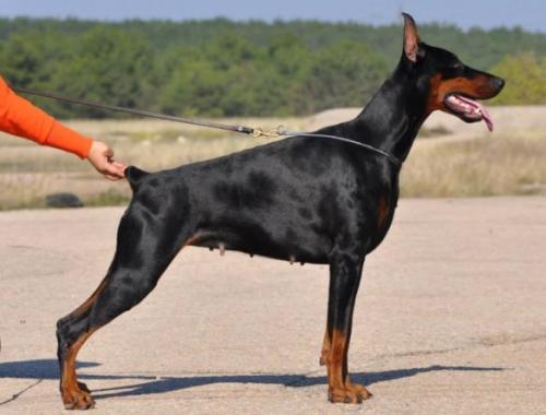 Bozena de Grande Vinko | Black Doberman Pinscher