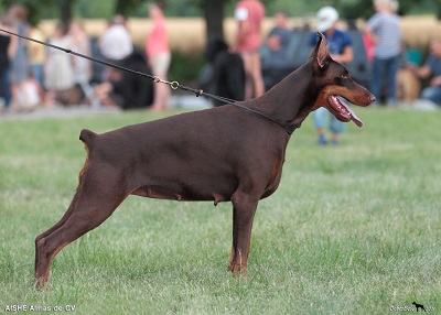 Aishe Almas de Grande Vinko | Brown Doberman Pinscher