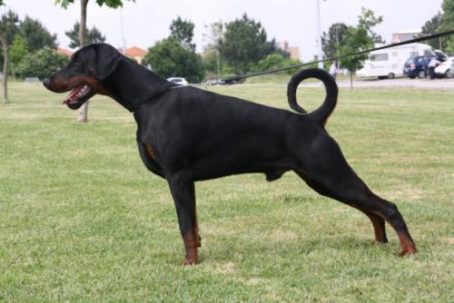 Hakon Khan de Rovira | Black Doberman Pinscher