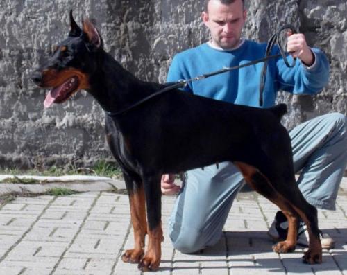 Fanta Betelges | Black Doberman Pinscher