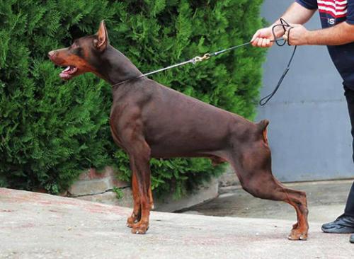 Da Vinci El Greco Nero | Brown Doberman Pinscher