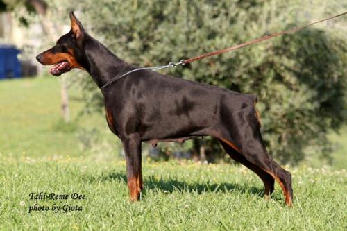 Tahi-reme Dee | Black Doberman Pinscher