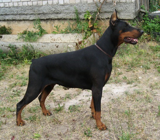 Karmen (RKF...) | Black Doberman Pinscher