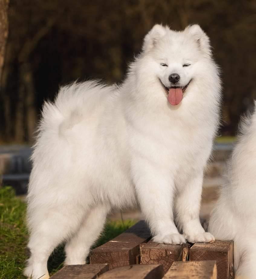 Doriana The Diamond of the North | Samoyed 