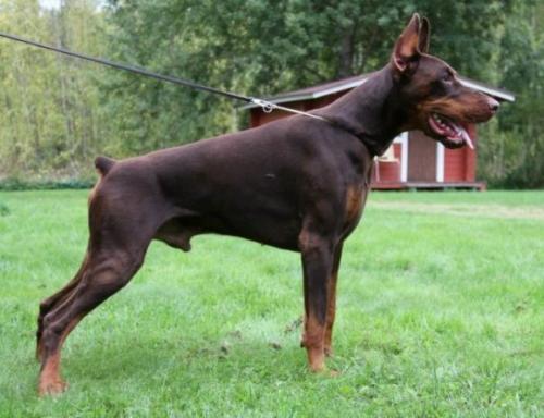 Smart Wood Hills Nike | Brown Doberman Pinscher