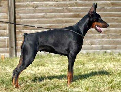 Smart Wood Hills Noa | Black Doberman Pinscher