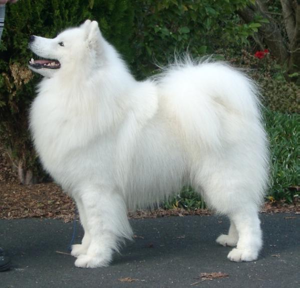 Ikiliikkujan Derek Of Voyage | Samoyed 