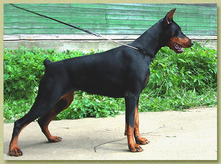 Smart Wood Hills Molnia | Black Doberman Pinscher