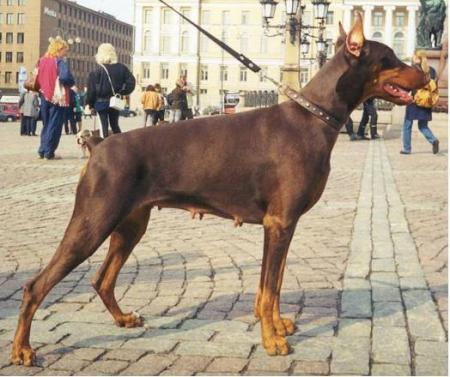 Tsigora Alekshaus | Brown Doberman Pinscher