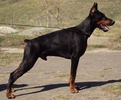 Edmair Zahar | Black Doberman Pinscher