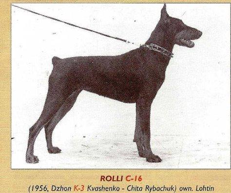 Rolli C-16 | Black Doberman Pinscher