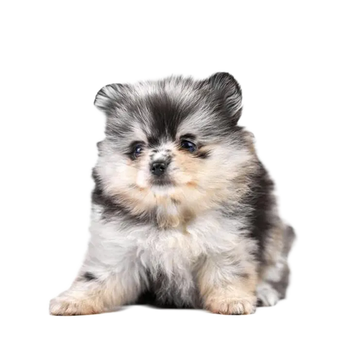 German Spitz