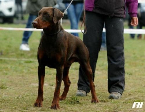 Foebus du Manoir de Rouge Camp | Brown Doberman Pinscher