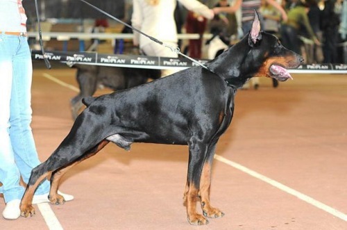 Iron Adelante Black Star | Black Doberman Pinscher