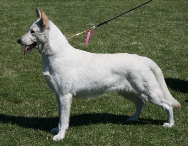 Vallgårdens Madame Alexis | White Swiss Shepherd Dog 