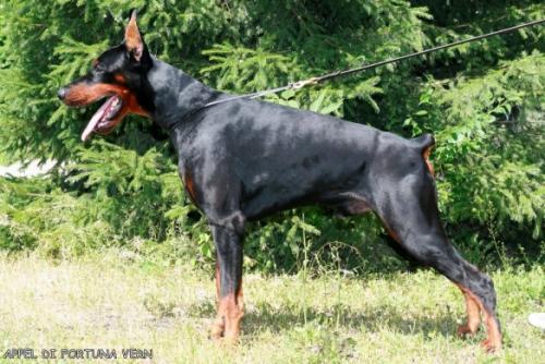 Appel Di Fortuna Vern | Black Doberman Pinscher